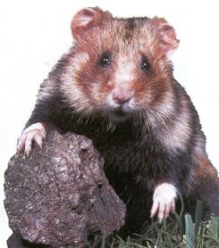 Une image de hamster, pour le plaisir d'embruns